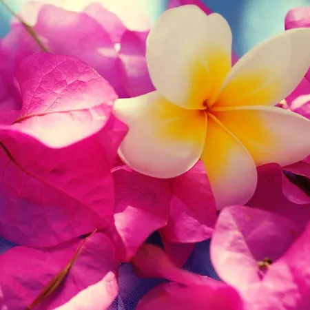 Hotel Nefeli Myrties