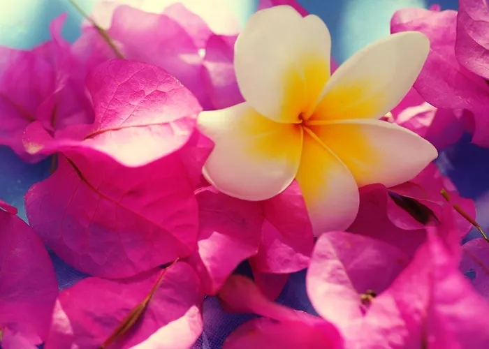 Hotel Nefeli Myrties